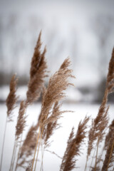 Fototapeta premium Pampas grass in the sky, Abstract natural background of soft plants Cortaderia selloana moving in the wind. Bright and clear scene of plants similar to feather dusters. beauty