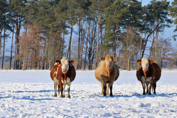 drei trächtige Färsen stehen auf einem schneebedeckten Feld