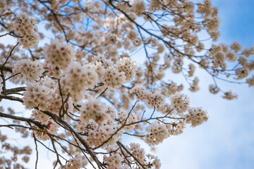 Fototapeta premium The Blue Sky and Spring Cherry Blossoms in Gyeongju, Korea