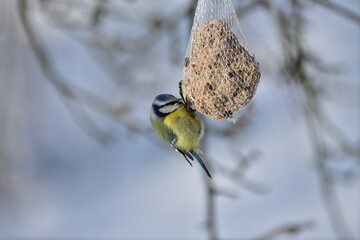 Blue titmouse hanging and feeding on a tallow ball in the snowy winter 