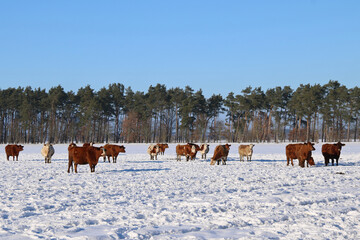 Rinderherde mit tr&auml;chtigen F&auml;rsen auf einem schneebedeckten Feld bei Sonnenschein