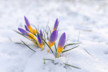 Crocusse Looking for Spring. Germany.