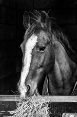 horse in black and wite