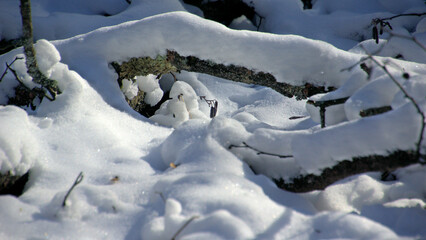 Holz in winterlichem Wald