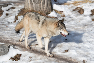 Wolf (Canis lupus), Calgary, Calgary Zoo, Alberta, Canada
