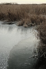 Federsee