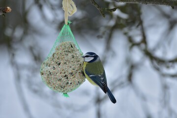 Blue titmouse hanging and feeding on a tallow ball in the snowy winter 