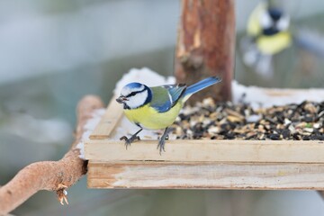 Feeding the blue titmouse with sunflower seeds in the garden in snowy winter