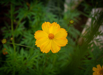 yellow flower in the garden