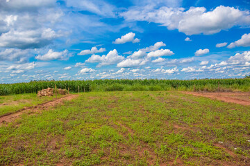 Fototapeta premium lawn with sky in the background