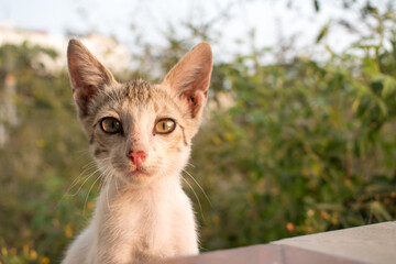 Cute Little White kitten in the park