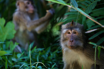 Just another day dreaming primate