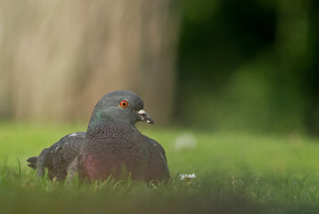 Peace Pigeon