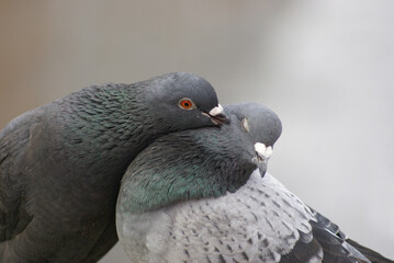 Pigeons in love