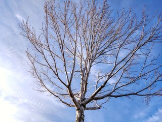 The dry maple tree and blue sky background in winter season