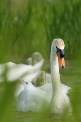 Obraz premium swan
