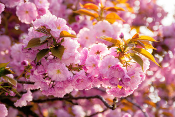 blooming pink flowers of sakura. cherry blossom season in springtime. close up nature background