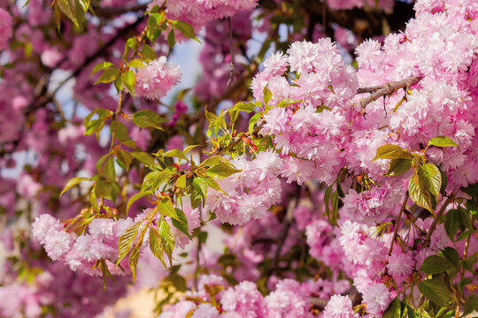 blooming pink flowers of sakura. cherry blossom season in springtime. close up nature background