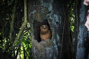 owl in the tree