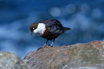 Wasseramsel (Cinclus cinclus) an der Spree	
