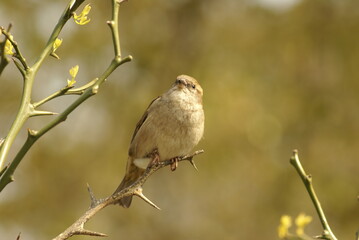 Sparrow