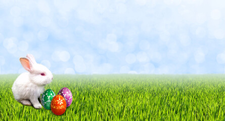 Easter card with rabbits and painted eggs in a basket on the green grass.