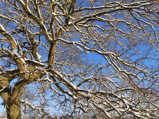branches against sky