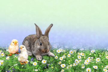 A gray little rabbit with chickens in a blooming green clearing.