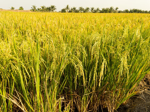 Gold Rice Field