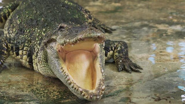 Close up of crocodile or alligator open its mouth.