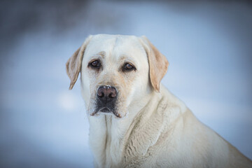 golden Labrador retriever dog portrait head
