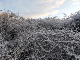 Fototapeta premium trees in the snow