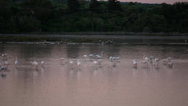 flamingos at sunset in the Salina dei Monaci Nature Reserve, an old salt pan at Torre Colimena, Taranto, Apulia, Italy