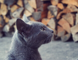 Kot. © Karolina