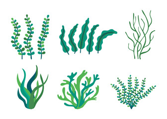 Set of different underwater sea plants and green algae for food. Edible seaweed and leaves. Plants of the aquarium. Vector illustration