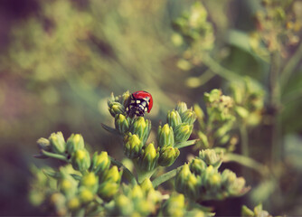 Biedronka.  © Karolina