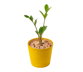 Green fresh vintage tree in yellow flowerpot isolated on white background with clipping path.