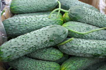 fresh cucumbers in a market
