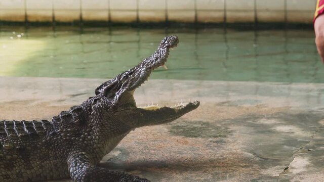 Close up slow motion of people poked crocodile or alligator.