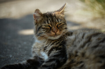 Close up of a sleepy street cat