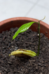 Mango seedling born from seed
