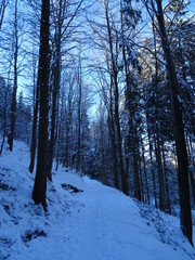 Thüringer Wald im Winter // Thuringian Forest in Winter