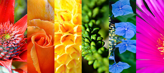 Regenbogenfarbe mit Blumen Motiv   