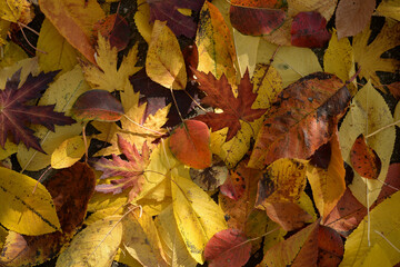 autumn leaves on the ground