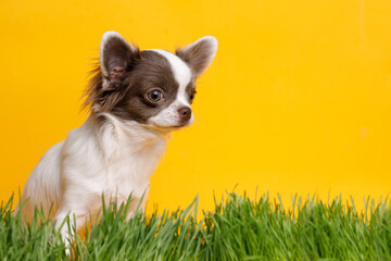 Portraite of cute puppy chihuahua. Little smiling dog on bright trendy yellow background. Free space for text. Dog on green grass.