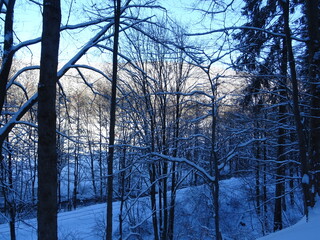 Thüringer Wald im Winter // Thuringian Forest in Winter