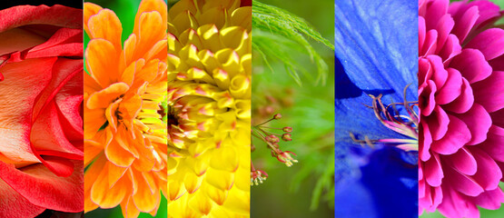 Regenbogenfarbe mit Blumen Motiv,  kreative Bildgestaltung mit Photoshop
