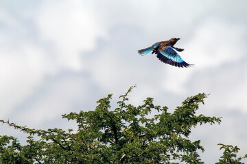 Lilac-breasted roller busy catching insects with beautiful colors in flight