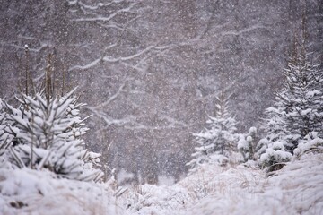 snow covered trees