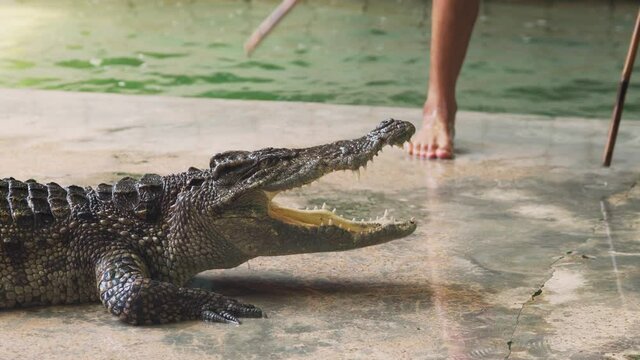 Close up of people poked crocodile or alligator.